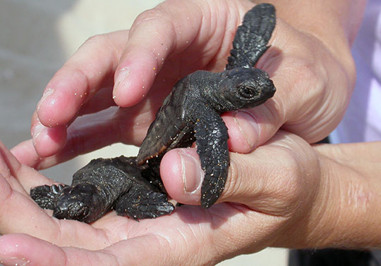 Dos exemplars de tortuga bova a les nostres costes